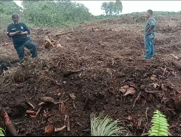 Lahan Kebun Sawit Milik Warga Belutu di Sungai Gondang Diduga Diserobot