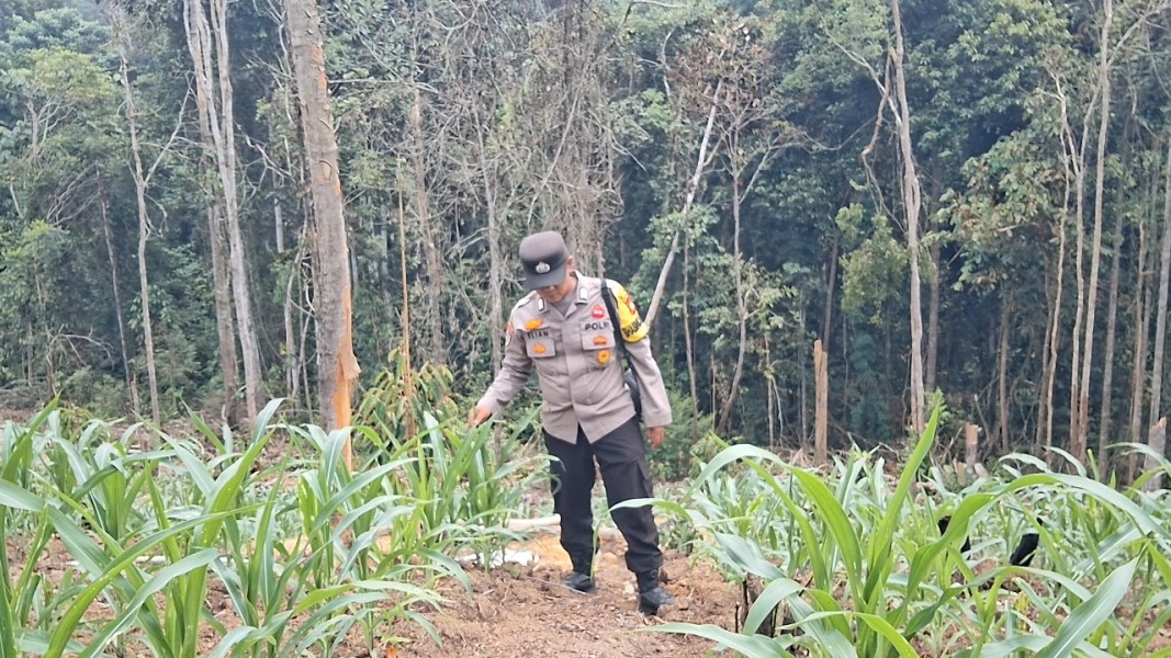 Bhabinkamtibmas Minas Jaya Cek Perkembangan Jagung Program Ketahanan Pangan
