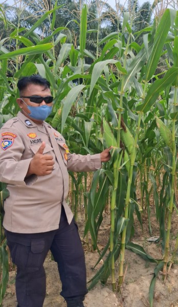 Bhabinkamtibmas Rantau Bertuah Cek Perkembangan Jagung Pipil Usia 76 Hari, Kapolsek Minas: Bukti Dukungan Polri untuk Ketahanan Pangan Nasional