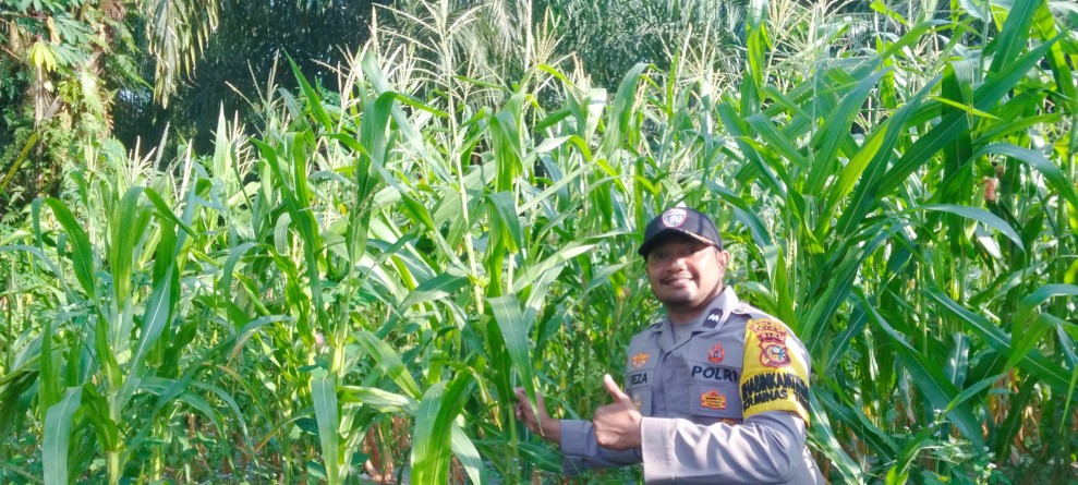 Bhabinkamtibmas Polsek Minas Cek Perkembangan Jagung Pipil, Dukung Program Ketahanan Pangan di Minas Timur