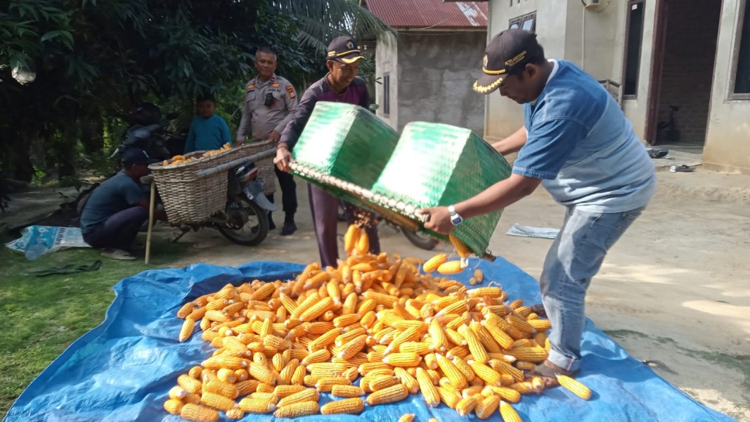 Dukung Ketahanan Pangan, Polsek Minas Panen Jagung Pipil Kuartal II di Lahan Tumpang Sari