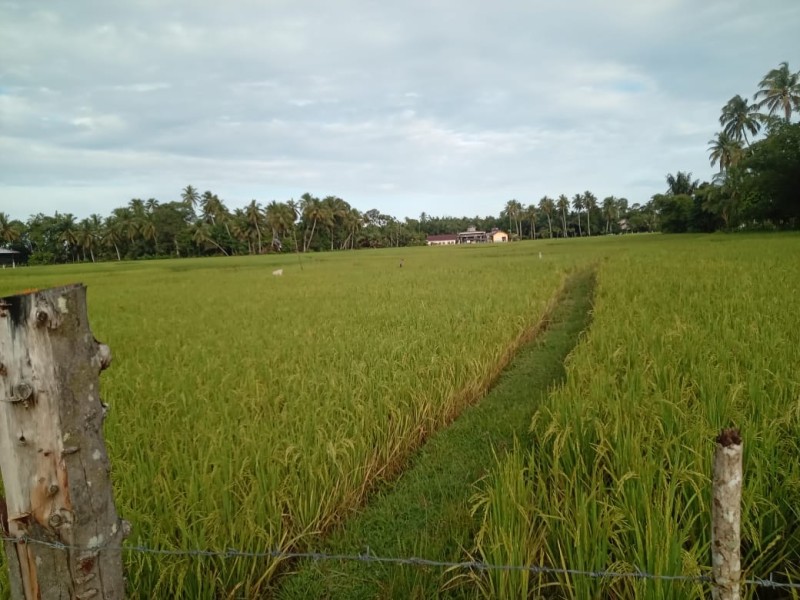Padi di Areal Persawahan Blang Seumasang Gampong Ladang Seluas 8 Hektar