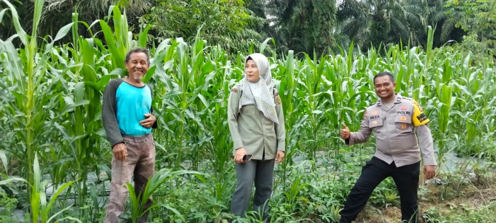 Polisi Pantau Perkembangan Jagung Pipil Usia 47 Hari di Minas Timur, Tumbuh Subur