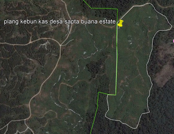 Plasma 20 Persen, Kepastian Hukum Nol Persen? Menelisik Dugaan Kebun Kas Desa di Kawasan Hutan