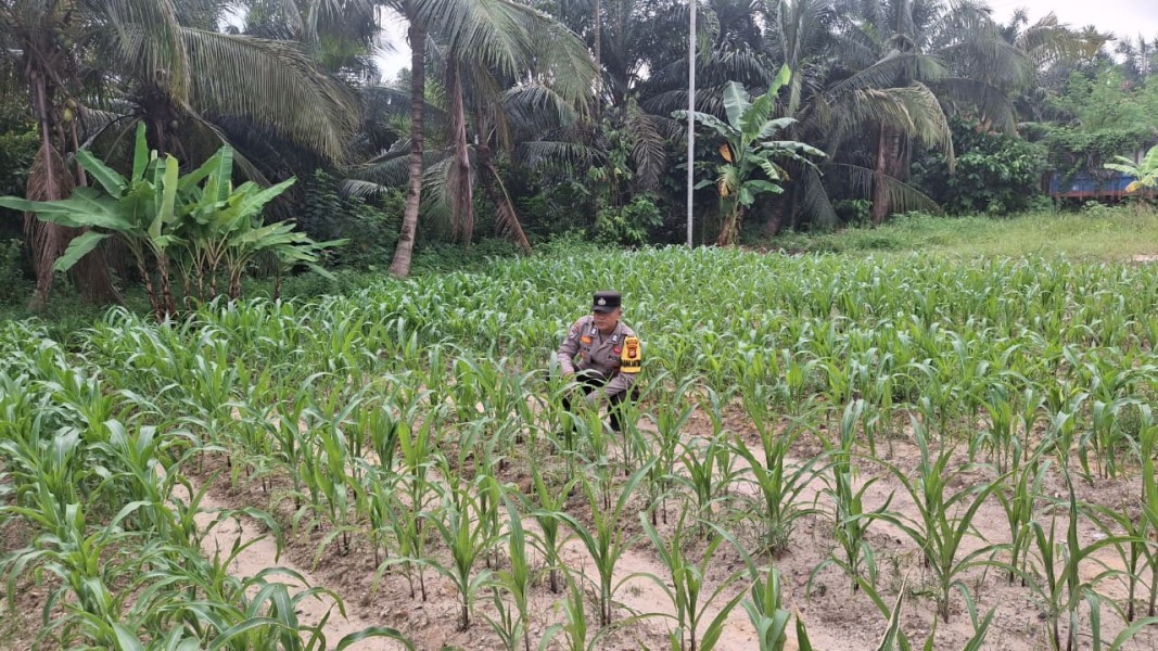 Bhabinkamtibmas Pantau Perkembangan Jagung Pipil di Minas, Tanaman Usia 19 Hari Tumbuh Subur