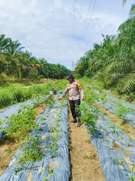 Bhabinkamtibmas Polsek Minas Cek Perkembangan Jagung Program Ketahanan Pangan Nasional di Minas Timur, Tanaman Tumbuh Baik di Usia 21 Hari