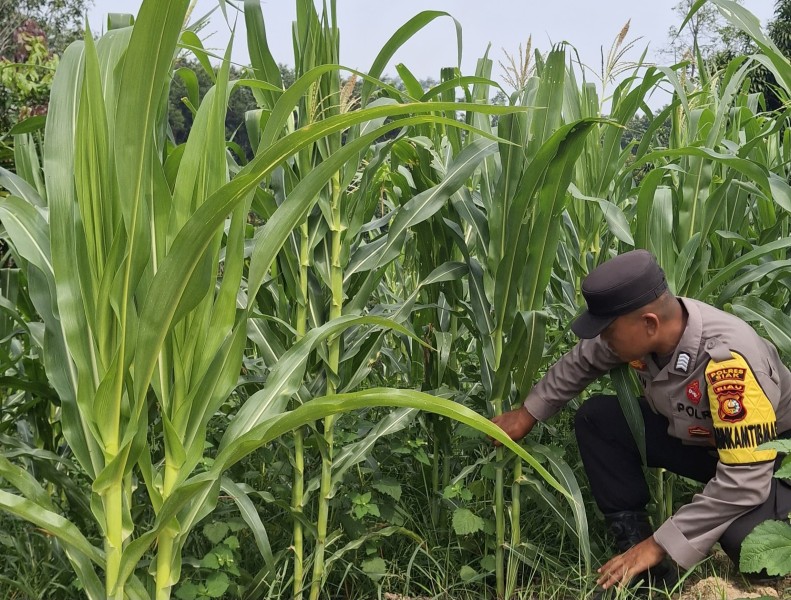 Bhabinkamtibmas Cek Perkembangan Jagung Program Ketahanan Pangan di Minas Jaya, Usia Tanam 52 Hari