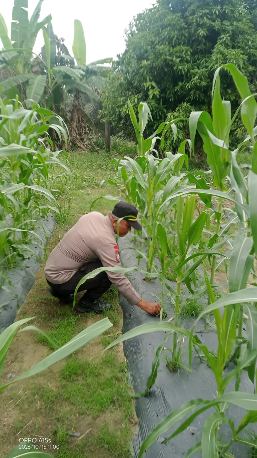 Dukung Ketahanan Pangan, Polsek Minas Pantau Pertumbuhan Jagung Pipil Usia 60 Hari