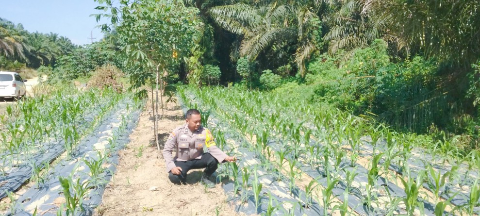 Usia 23 Hari, Jagung Pipil di Minas Timur Tumbuh Optimal, Polsek Minas Intensif Kawal Program Ketahanan Pangan