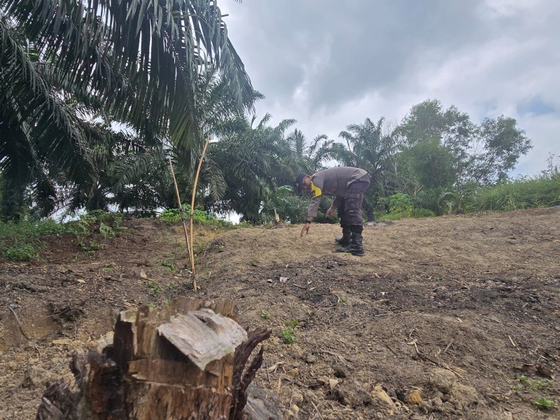 Polsek Minas Dampingi Kelompok Tani Siapkan Lahan Jagung Pipil Untuk Program Ketahanan Pangan