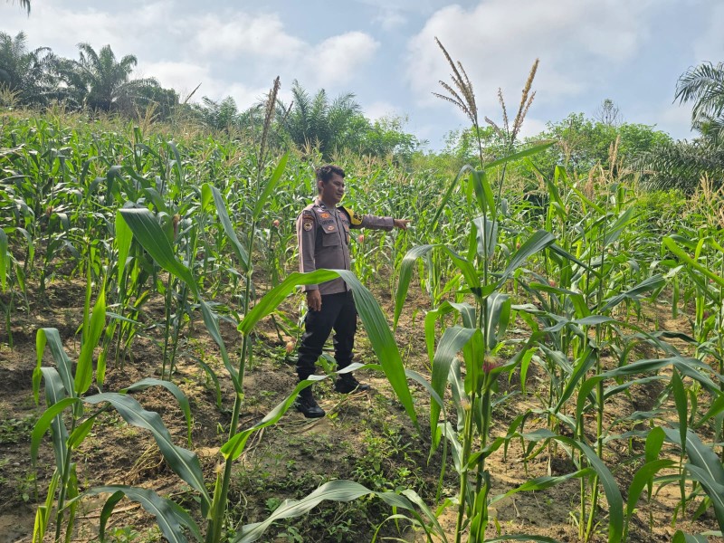 Polsek Minas Pantau Pertumbuhan Jagung Pipil Usia 70 Hari di Minas Barat