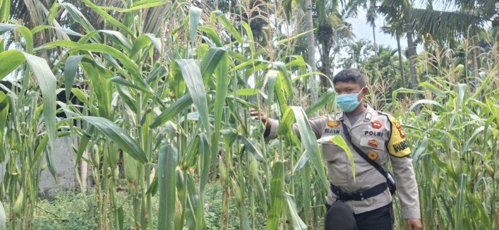 Bripka Elian Cek Perkembangan Jagung Ketahanan Pangan Nasional di Kelurahan Minas Jaya