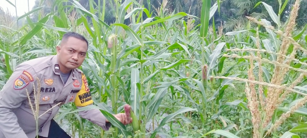 Usia Tanaman 79 Hari, Polsek Minas Cek Perkembangan Jagung Pipil di Minas Timur