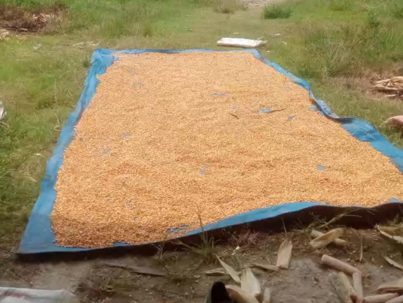 Polsek Koto Gasib Panen Raya Jagung Pipil, Wujud Nyata Dukungan Swasembada Pangan Nasional
