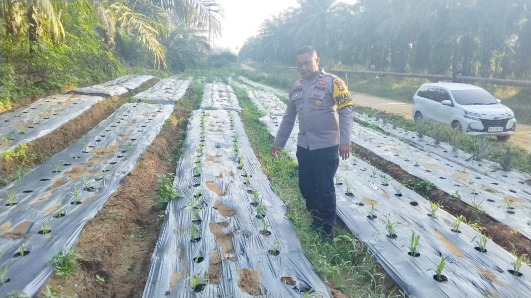 Bhabinkamtibmas Polsek Minas Aipda Reza Cek Perkembangan Jagung Pipil Program Ketahanan Pangan di Minas Timur