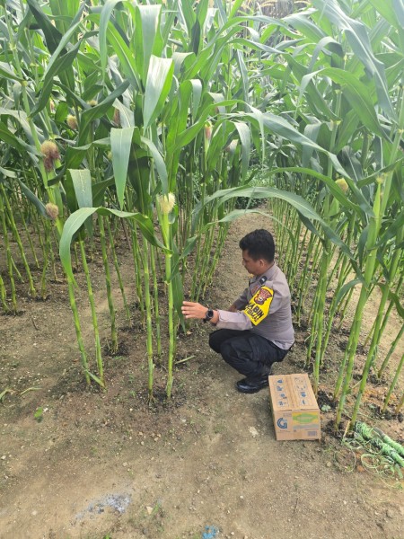 Bhabinkamtibmas Polsek Minas Tinjau Pembersihan Lahan Jagung di Minas Barat, Upaya Tingkatkan Hasil Panen