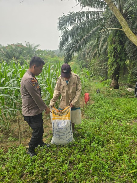 Polsek Minas Pantau Pertumbuhan Jagung Usia 60 Hari, Petani Minas Barat Terima Bantuan Pupuk