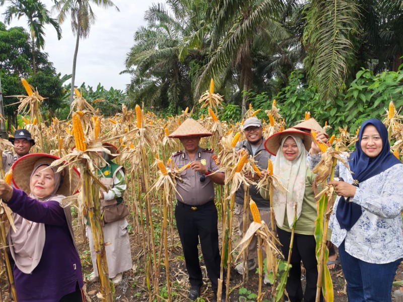Panen Raya Jagung di Tanjung Gading, Wujud Nyata Dukungan Ketahanan Pangan di Kecamatan Pasir Penyu