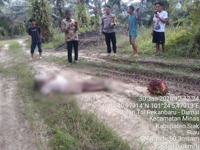 Ditemukan Pria Tanpa Identitas Meninggal Dunia di Kebun Warga di Minas Barat