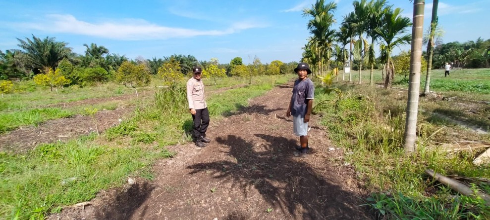 Dukung Ketahanan Pangan, Polsek Koto Gasib Monitoring Tanaman Jagung Poktan Mekar Sari