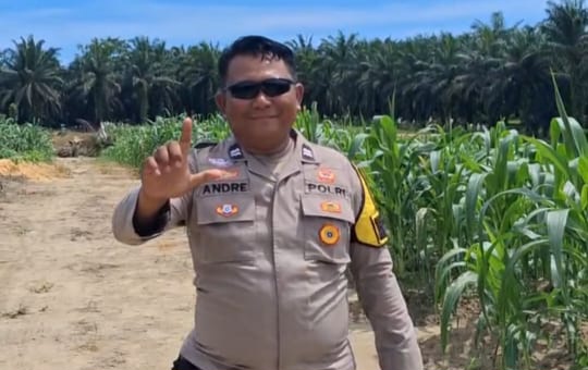 Usia 47 Hari, Tanaman Jagung Pipil di Rantau Bertuah Tumbuh hingga 1,85 Meter