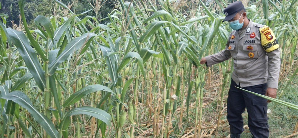 Bhabinkamtibmas Polsek Minas Secara Rutin Cek Perkembangan Jagung Program Ketahanan Pangan Nasional di Minas Jaya