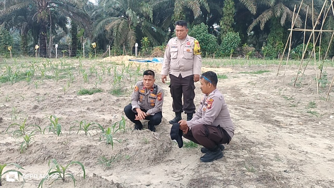 Kapolsek Minas Cek Perkembangan Jagung Ketahanan Pangan, Tanaman Mulai Terserang Ulat Daun
