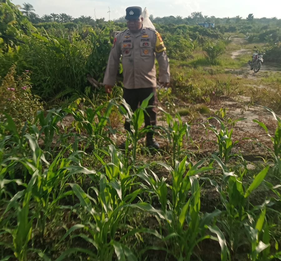 Polsek Minas Cek Perkembangan Jagung Program Ketahanan Pangan, Kapolsek Kompol Syahrizal: Wujud Dukungan terhadap Swasembada Pangan