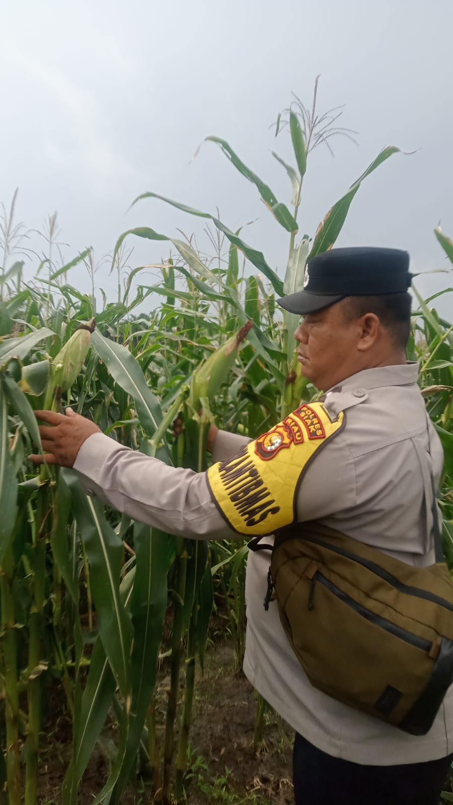 Polsek Minas Cek Perkembangan Jagung Pipil Usia 86 Hari, Dukung Program Ketahanan Pangan