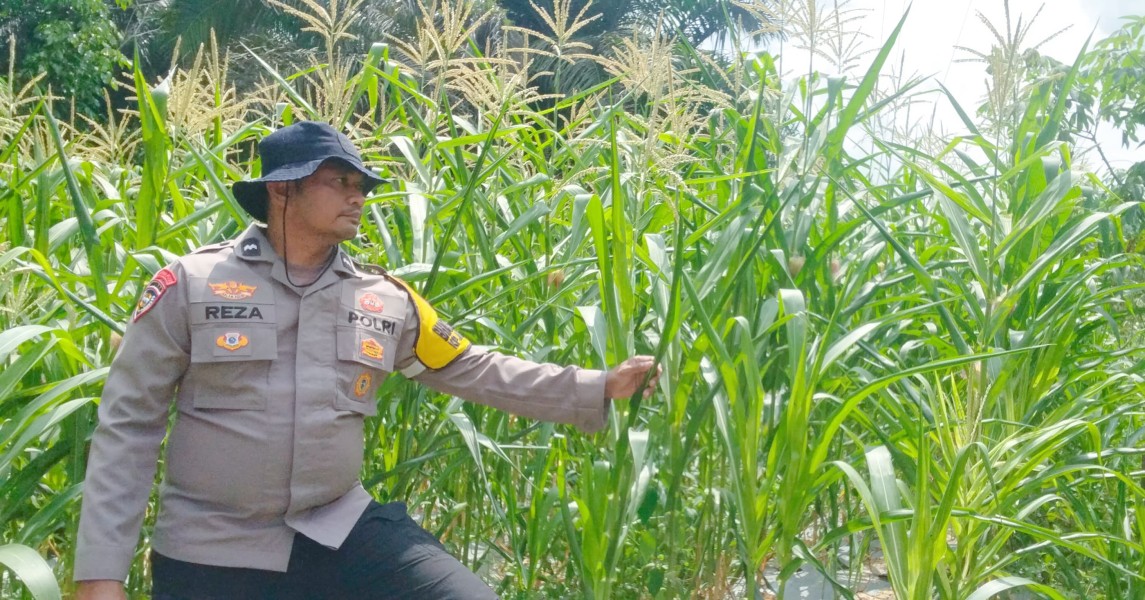 Tanaman Jagung Berkembang Positif, Polsek Minas Perkuat Pendampingan Program Ketahanan Pangan Nasional