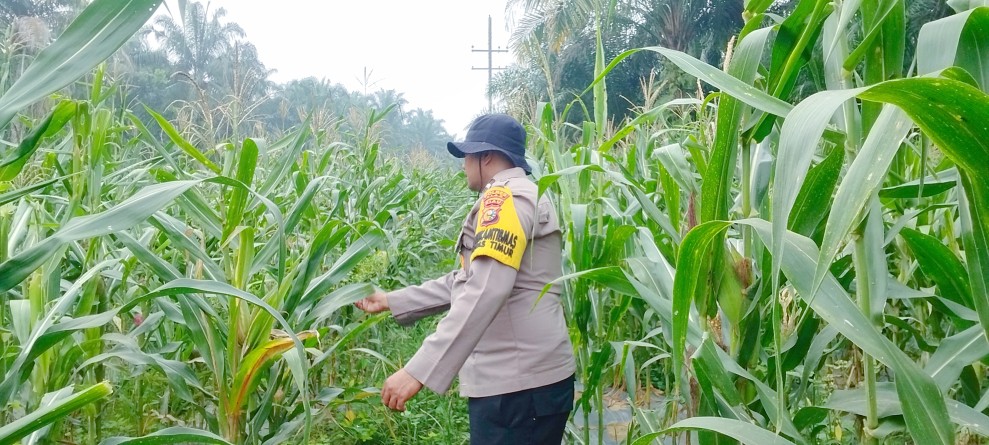 Polsek Minas Cek Perkembangan Jagung Pipil di Minas Timur, Tanaman Tumbuh Baik
