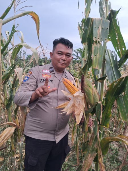 Bhabinkamtibmas Kampung Rantau Bertuah Cek Perkembangan Jagung Pipil Usia 107 Hari, Petani Bersiap Hadapi Masa Panen