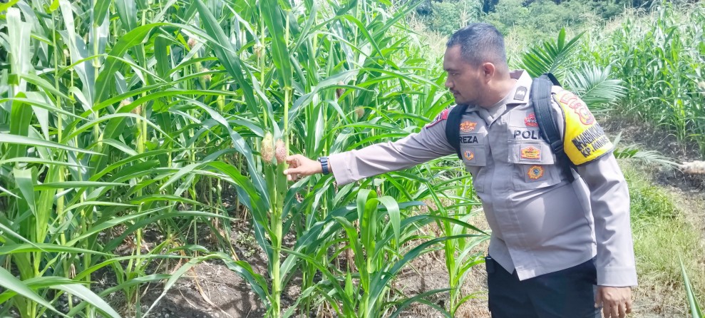 Polsek Minas Cek Perkembangan Jagung Program Ketahanan Pangan di Minas Timur, Tanaman Tumbuh Subur di Usia 64 Hari