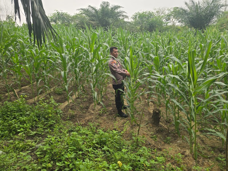 Polsek Minas Pantau Pertumbuhan Jagung Pipil Usia 65 Hari di Minas Barat