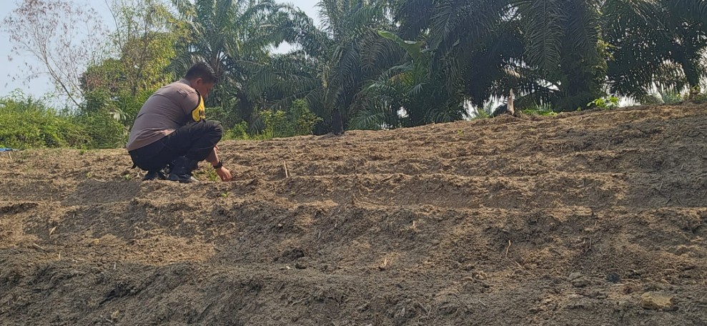 Polsek Minas Dampingi Persiapan Lahan Jagung Pipil Seluas 1/2 Hektare di Minas Barat