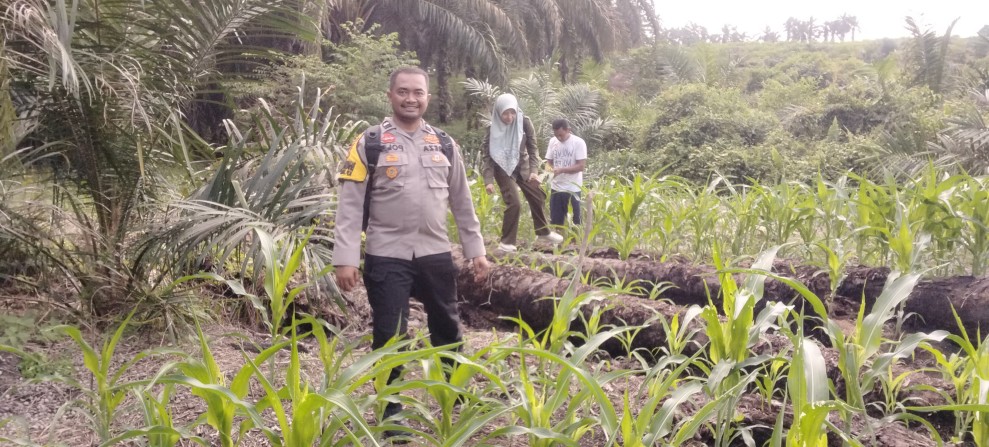 Bhabinkamtibmas Minas Timur Cek Perkembangan Jagung Pipil Program Ketahanan Pangan di Usia 30 Hari