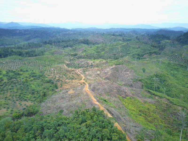 Seblat di Ujung Tanduk: Sawit Meluas, Habitat Gajah Menyusut, Negara Justru Membuka Ruang Legalisasi