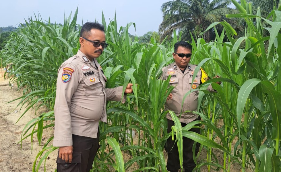 Polsek Minas Pantau Budidaya Jagung Pipil di Rantau Bertuah Terus Menunjukkan Perkembangan Positif