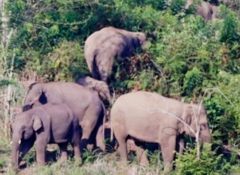 Diinjak Gajah Liar! Bocah Perempuan di Pekanbaru Koma!