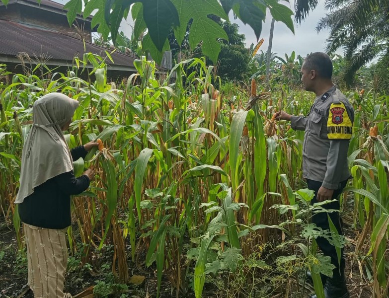 Bhabinkamtibmas Polsek Pasir Penyu Sambangi Petani Jagung, Perkuat Program Ketahanan Pangan Nasional