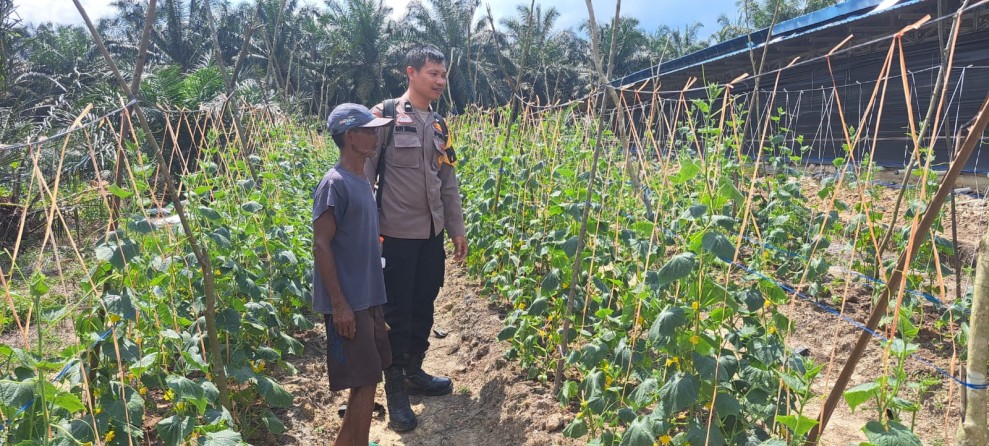 Bhabinkamtibmas Polsek Pasir Penyu Dorong Ketahanan Pangan Nasional Melalui Pendampingan Petani di Desa Kelawat