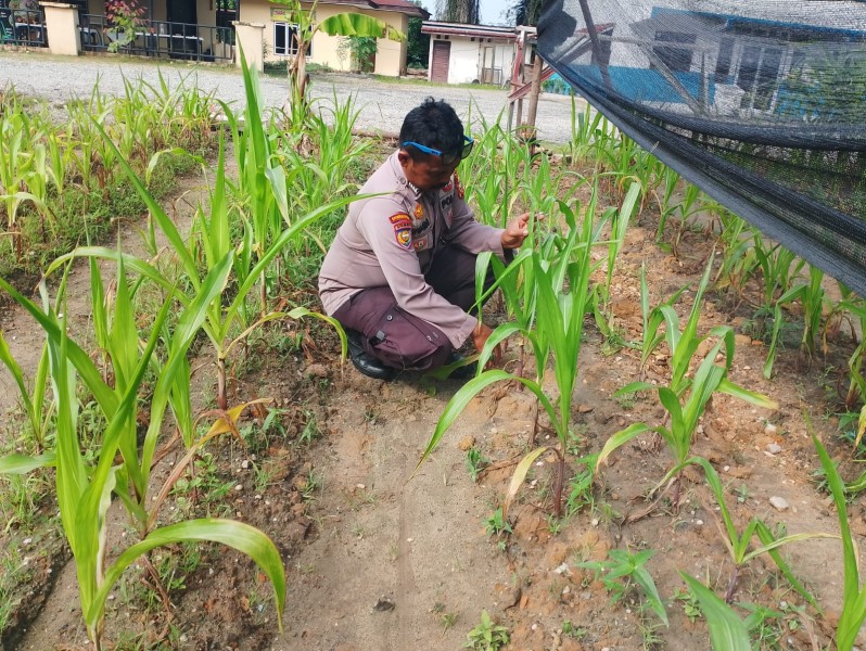 Jagung Program Ketahanan Pangan di Minas Jaya Berkembang Baik, Polsek Minas Lakukan Monitoring