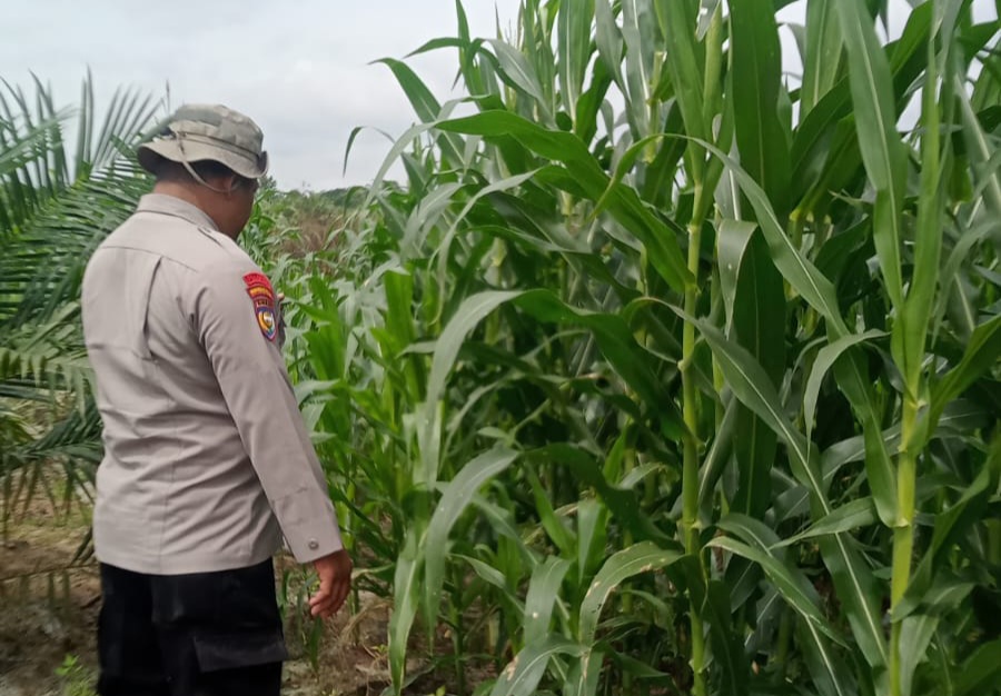 Polsek Minas Pantau Perkembangan Jagung Pipil Usia 51 Hari, Dukung Program Ketahanan Pangan Nasional