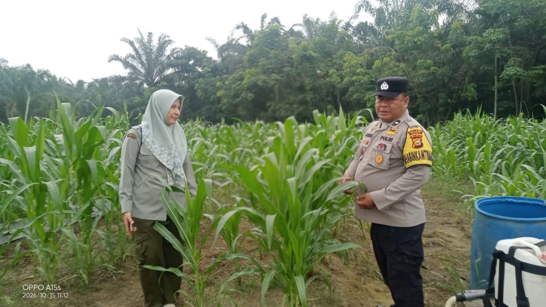 Polsek Minas Pantau Perkembangan Jagung Pipil Usia 46 Hari di Mandiangin, Tinggi Tanaman Capai 110 Cm