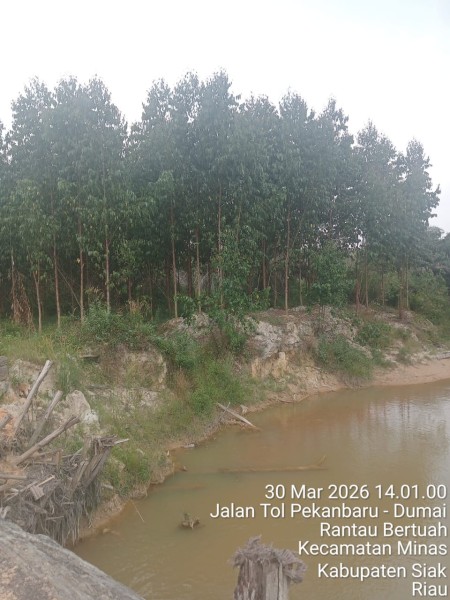 LSM KOREK Riau Kecam Dugaan Penanaman Akasia di DAS oleh PT Arara Abadi