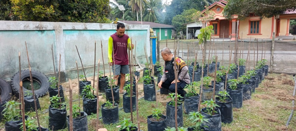 Bhabinkamtibmas Polsek Pasir Penyu Dorong Warga Sungai Lala Kembangkan Budidaya Cabai Demi Ketahanan Pangan
