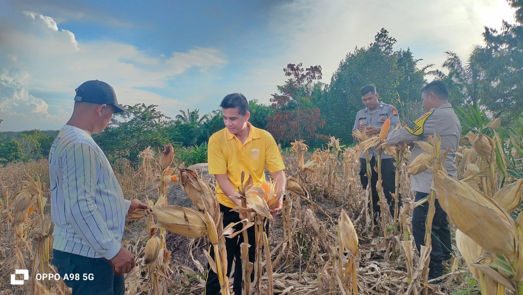 Dukung Ketahanan Pangan, Kapolsek Minas Monitoring Jagung Pipil Kelompok Tani Dahlia Putih, Siap Panen Awal Juni