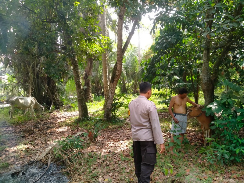Bhabinkamtibmas Polsek Pasir Penyu Tinjau Peternakan Sapi dan Pemanfaatan Pekarangan Warga untuk Dukung Ketahanan Pangan