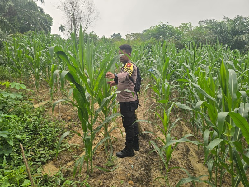 Polsek Minas Pantau Pertumbuhan Jagung Pipil Usia 60 Hari di Minas Barat