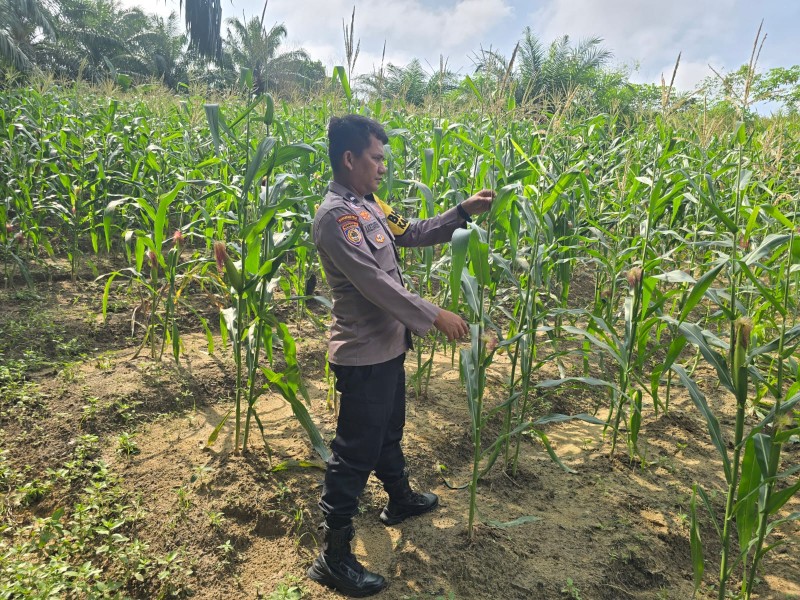 Polsek Minas Pantau Pertumbuhan Jagung Pipil Usia 70 Hari di Minas Barat, Daun Capai 1,2 Meter